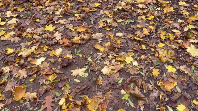 Forest floor covered with yellow-brown maple leaves in the forest, leaves on the forest floor, yellow and brown leaves on the path