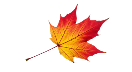 Vibrant autumn maple leaf with red and yellow hues on black background