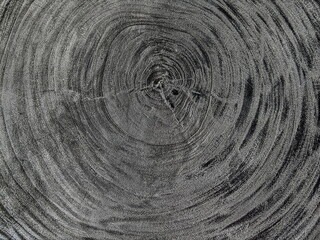 Cernes de bois brûlé , anneaux de croissance 