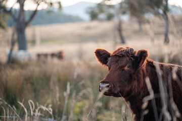 beautiful cattle in tasmania Australia  eating grass, grazing on pasture. tasmanian Herd of cows free range beef being regenerative raised on an agricultural farm. Sustainable farming in hobart