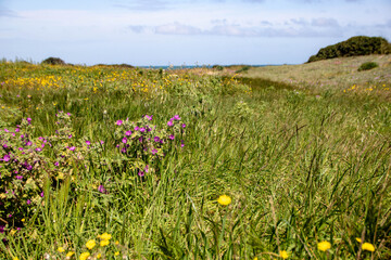 Torre Guaceto protected marine reserve