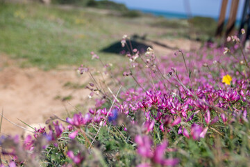 Torre Guaceto protected marine reserve