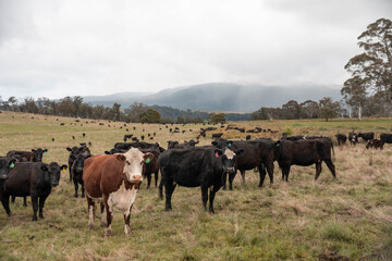 Stud Beef bulls, cows and calves grazing on grass in a field, in tasmania Australia. breeds of cattle include speckled park, murray grey, angus, brangus and wagyu on long pasture in spring and summer
