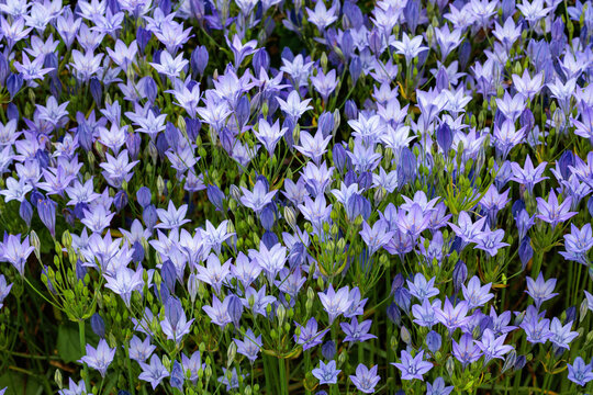 Beautiful Trithelea Laxa flowers blooming in the early summer garden.