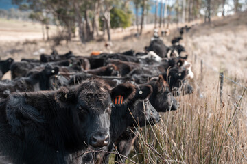 Carbon neutral cattle farming in a free range field on a farm in tasmania beautiful cattle in...