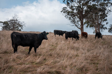 beautiful cattle in tasmania Australia  eating grass, grazing on pasture. tasmanian Herd of cows free range beef being regenerative raised on an agricultural farm. Sustainable farming in hobart