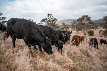 beautiful cattle in tasmania Australia  eating grass, grazing on pasture. tasmanian Herd of cows free range beef being regenerative raised on an agricultural farm. Sustainable farming in hobart