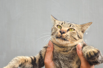 Close-up of a domestic tabby cat with bright yellow eyes being held securely by human hands, set against a plain gray background. Concepts of pet love, animal care, rescue, friendship.