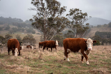 Carbon neutral cattle farming in a free range field on a farm in tasmania beautiful cattle in...