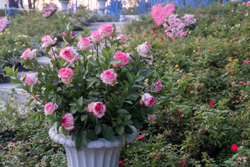 Obraz premium Pink Rose in the Garden