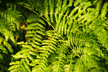 Close-up view of bright green fern fronds filling the frame with sunlight highlighting the texture. The lush leaves display intricate patterns in the dense growth.