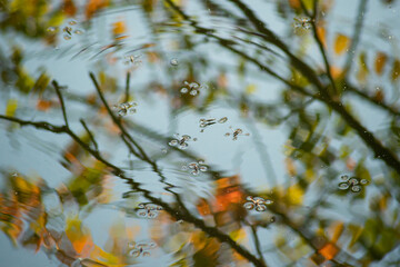 Several Water Strider insects rest on the calm surface of water, creating ripples that distort the reflected autumn colors and tree branches below. The macro view captures the surface tension dimples 