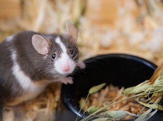 Little mouse close-up and food for small rodents, animal for research, experiments, field pest, pet, pet store, animal care