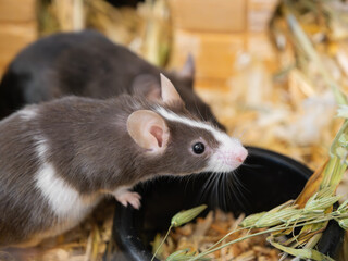 brown satin mouse and food for small rodents. Pet, domestic animal, vegetarianism, agricultural pest, rational animal nutrition, pet store, animal care