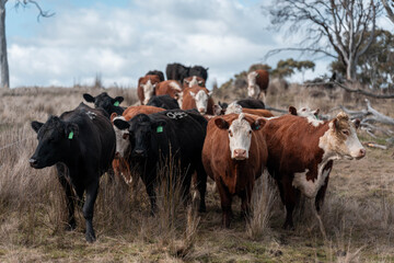 beautiful cattle in tasmania Australia  eating grass, grazing on pasture. tasmanian Herd of cows free range beef being regenerative raised on an agricultural farm. Sustainable farming in hobart