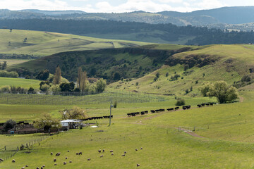 Fototapeta premium Carbon neutral cattle farming in a free range field on a farm in Australia beautiful cattle in Australia eating grass, grazing on pasture. Herd of cows free range beef being regenerative raised