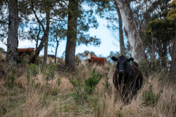 Carbon neutral cattle farming in a free range field on a farm in tasmania beautiful cattle in Australia eating grass, grazing on pasture. Herd of cows free range beef being regenerative raised