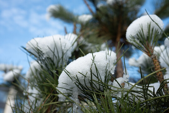 Close-up of fresh snow on pine tree branches. The green needles contrast with the white snow against a blurry blue sky. Perfect winter holiday background with beautiful bokeh. - Powered by Adobe