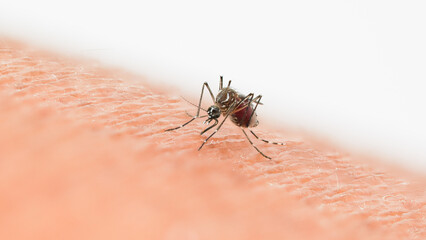 Close-up macro photograph of a mosquito feeding on human skin