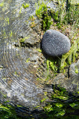 Kamień na porośniętym drewnie © Sebastian