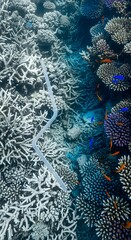 Underwater scene showcasing vibrant coral reefs with colorful fish swimming amidst the diverse marine ecosystem