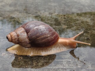 Here is a description under 200 characters:

A close-up of a brown snail moving slowly across a wet surface, its shell glistening and long antennas reflected in a shallow puddle.