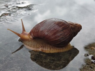 A close-up of a brown snail with a textured shell gliding slowly across a wet surface, reflected in a thin layer of water.