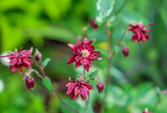 Columbine "Ruby Port" is a cultivar of the columbine plant, scientifically known as Aquilegia vulgaris var. stellata 'Ruby Port'. 
