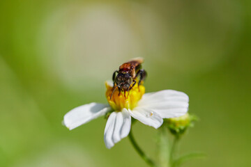 Close-up of honey bee keeping nectar in daisy flower