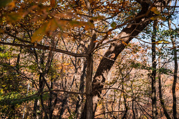 가을 숲속 풍경 