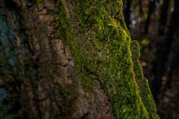 나무와 이끼 