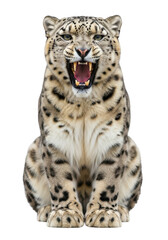 Fototapeta premium Aggressive snow leopard growling roaring feline predator animal wildlife mammal big cat isolated on transparent background