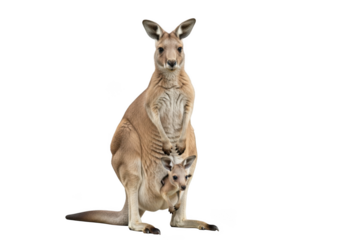 High resolution kangaroo with joey in pouch animal wildlife mammal australian native fauna isolated on transparent background