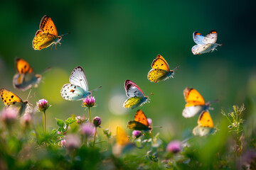 Orange butterfly insect on a colorful flower in the summer garden, showing its beautiful wings and black and yellow markings