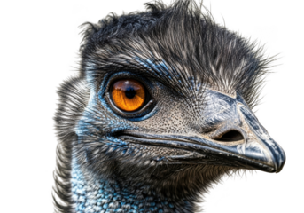 Detailed emu head close-up portrait png image, australian bird wildlife photography, ostrich relative, isolated on transparent background