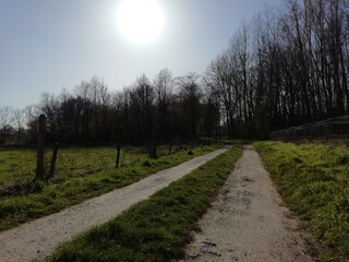 Ländlicher Feldweg bei Sonnenschein entlang einer Wiese