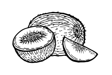 Kiwi fruit sketch isolated. Hand drawn vector illustration in linear engraving style. Ink pen drawing of kiwi fruits. Whole and half slices, pieces set.