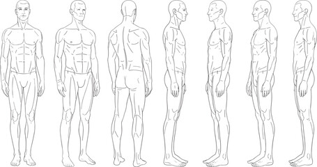 Detailed male anatomy reference illustration showing full-body poses from multiple angles for artists, modeling, character design, medical study, training purposes