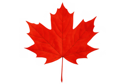 Red maple leaf showing vibrant autumn color, symbolizing canada, fall season, and natural beauty on transparent background