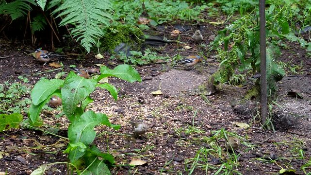 Small birds, chaffinch eating bird food mixture on the ground, males and females.