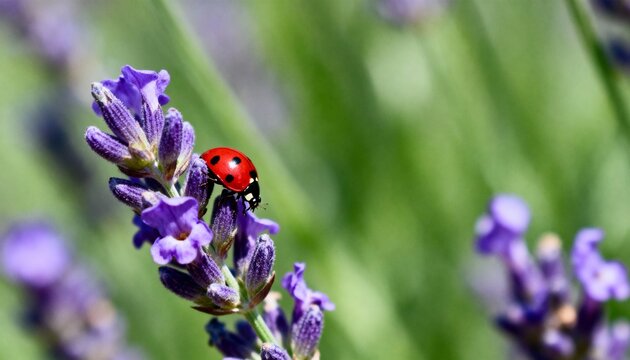 Macro shot of red ladybug on purple lavender bloom with soft green background