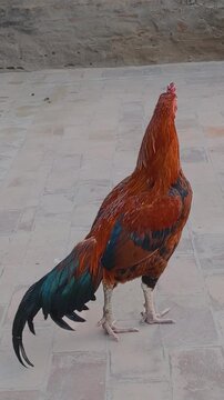 Majestic Aseel rooster standing tall a proud and powerful breed perfect for poultry farming and livestock concepts