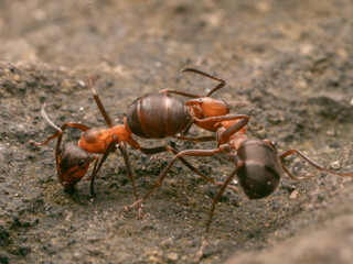 Hier ist eine Makroaufnahme von zwei Waldameisen zu sehen. Darauf ist zu sehen, wie eine Ameise von der anderen geputzt wird.