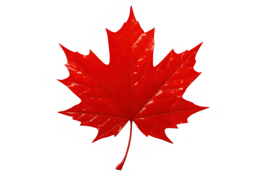 Red maple leaf representing canada, autumn, nature, and the changing season, isolated on transparent background