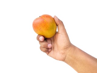 Man hand holding a fresh red mango isolated on white background 
