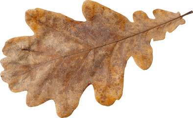 Dry oak leaf isolated on white background