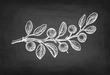 Blueberry branch chalk sketch.