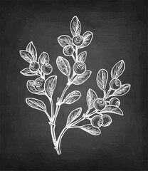 Blueberry branch chalk sketch.