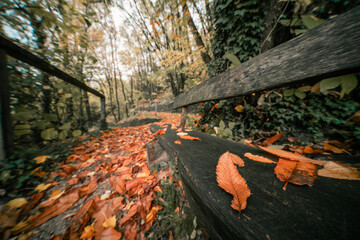Forest landscape of Eppan, South Tyrol, Italy