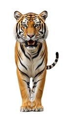 Obraz premium Tiger with mouth open stands on white background.